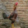 Anomali Rooster
