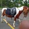 Sewa kuda jakarta 083804