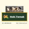 Hobi Ternak