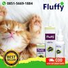 Jual Obat Kutu Kucing