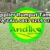 Supplier rumput Gajah mi