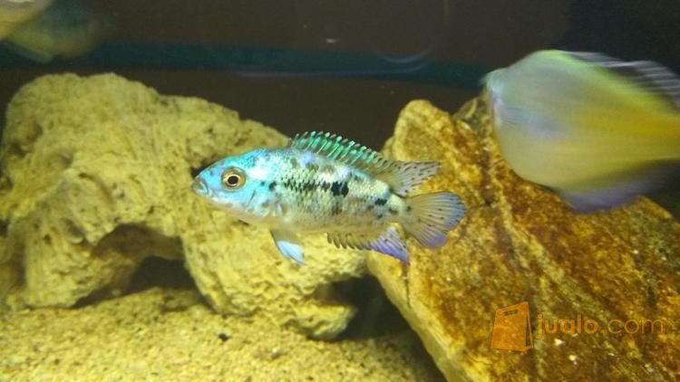 Ikan hias ebjd siklid