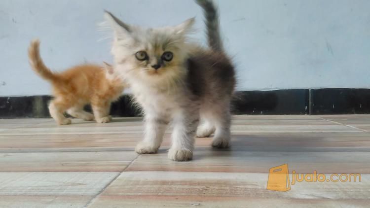 anakan kucing himalaya 2 bulan