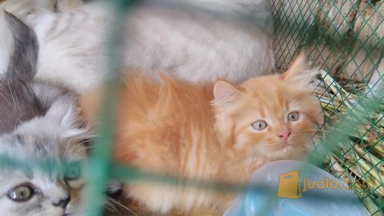 anakan kucing himalaya 2 bulan