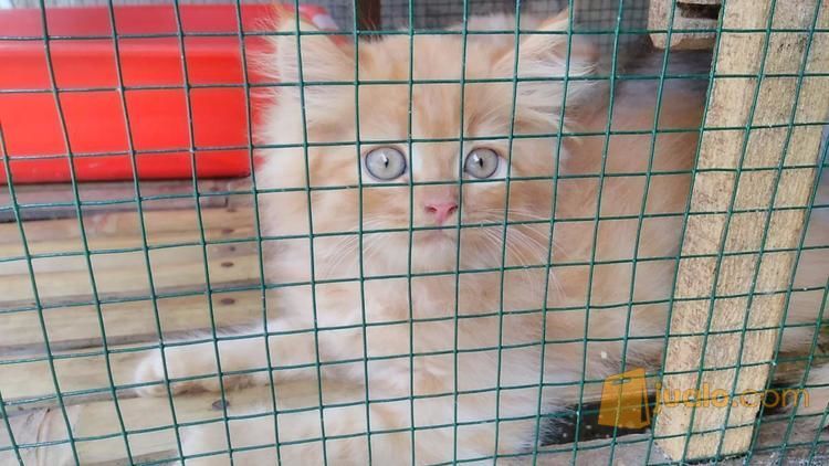 anakan kucing himalaya 2 bulan