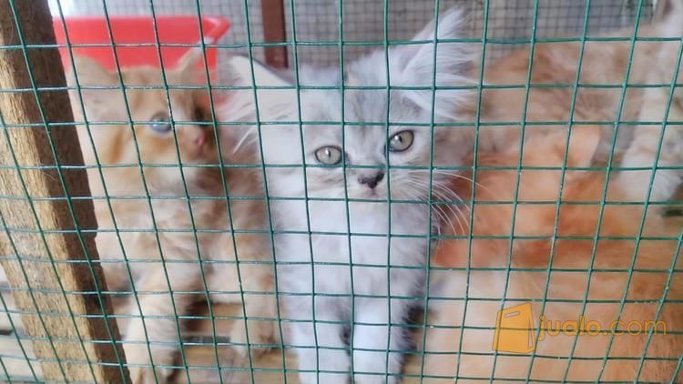 anakan kucing himalaya 2 bulan