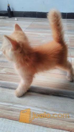 anakan kucing himalaya 2 bulan