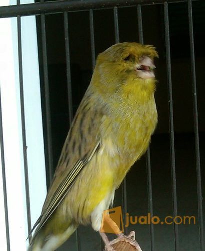 Burung Kicau Lanchasire Sudah Master Dan Makan Rakus
