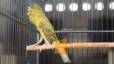 Burung Kicau Lanchasire Sudah Master Dan Makan Rakus