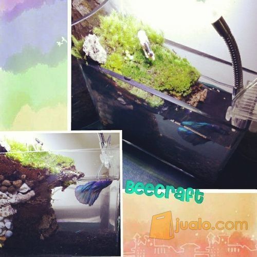 set up terrarium mini garden mini paludarium kolam ikan