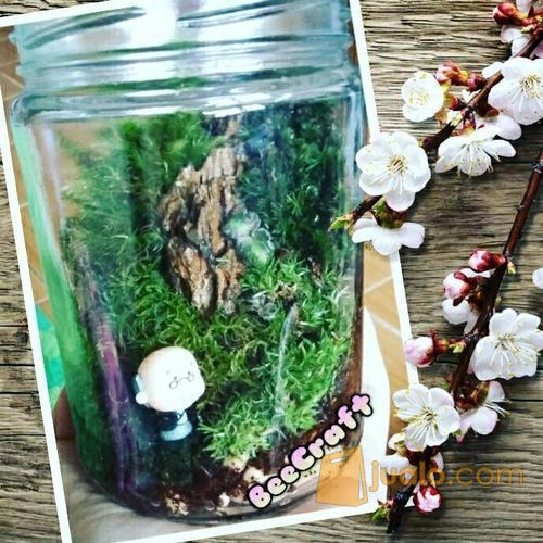 set up terrarium mini garden mini paludarium kolam ikan