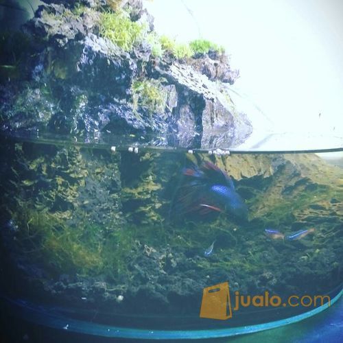 set up terrarium mini garden mini paludarium kolam ikan