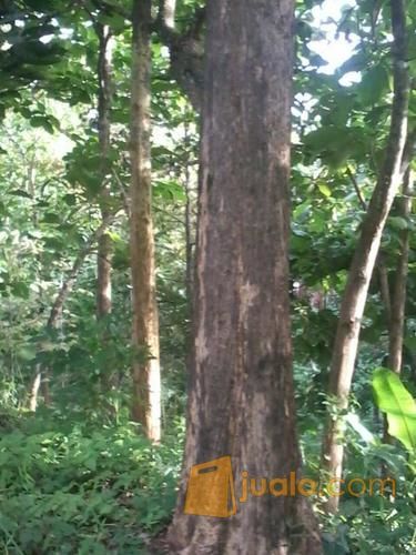 Pohon jati besar, kualitas bagus,batang coklat