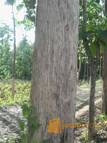 Pohon jati besar, kualitas bagus,batang coklat
