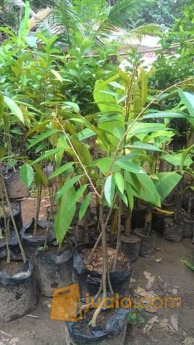 Bibit Durian Pelangi Unik Dan Unggul | Ecer dan Grosir