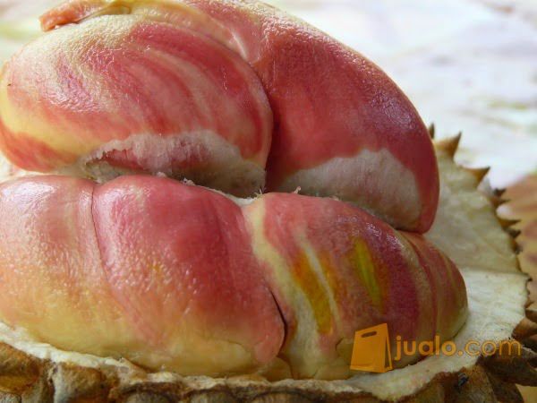 Bibit Durian Pelangi Unik Dan Unggul | Ecer dan Grosir