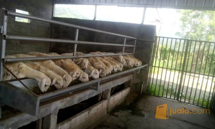 Domba Ekor Gemuk Jantan/ Betina