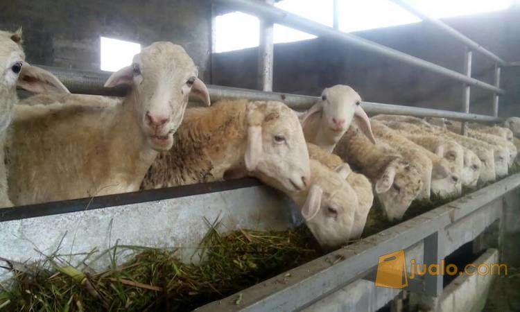 Domba Ekor Gemuk Jantan/ Betina