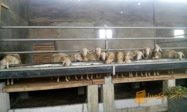 Domba Ekor Gemuk Jantan/ Betina