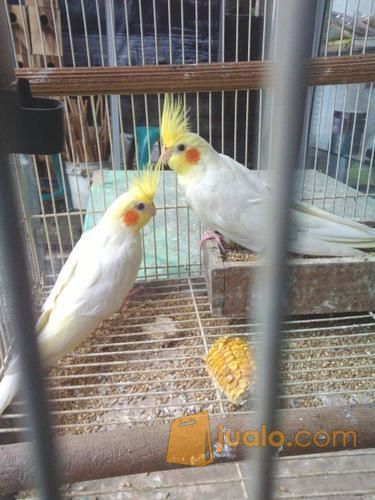 Grosir Anakan Burung Lovebird