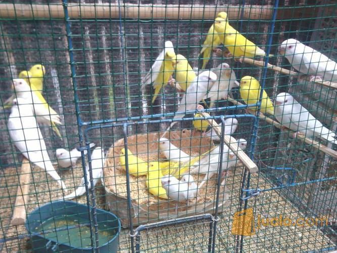 Grosir Anakan Burung Lovebird