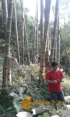 Bambu Petung Pasuruan
