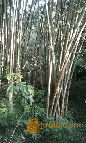 Bambu Petung Pasuruan