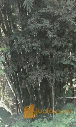 Bambu Petung Pasuruan