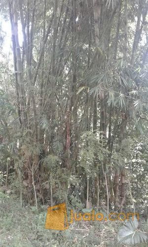 Bambu Petung Pasuruan