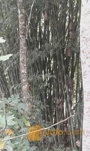 Bambu Petung Pasuruan