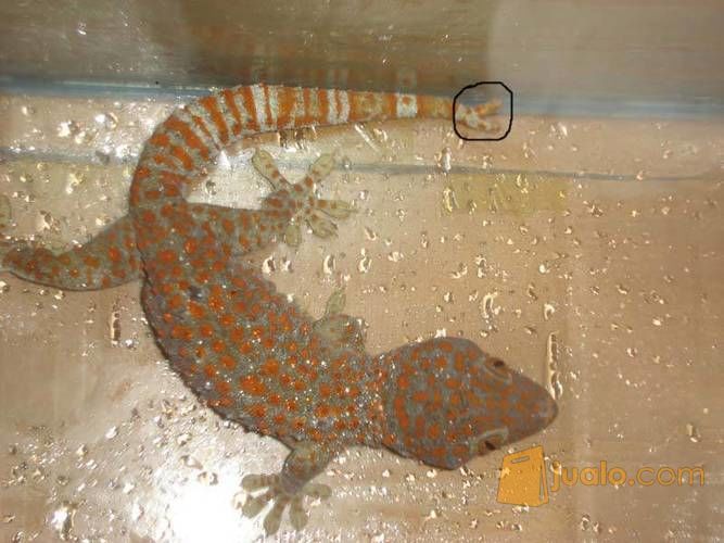 Tokek Besar Ekor Bercabang 2 Sangat Jinak Dan Makan Rakus