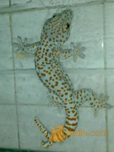 Tokek Besar Ekor Bercabang 2 Sangat Jinak Dan Makan Rakus