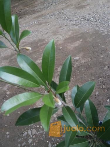 Bibit Tanaman Sawo Jumbo,