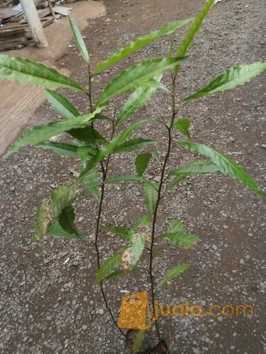 Bibit Kayu Jenitri Kuaalitas Super Dengan Banyak Manfaat