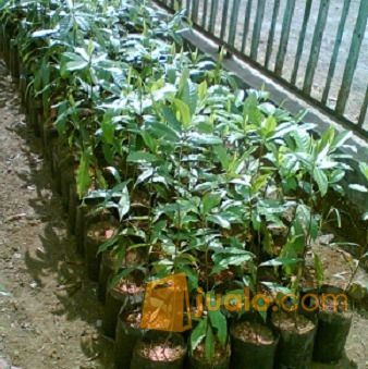 Bibit Kayu Jenitri Kuaalitas Super Dengan Banyak Manfaat