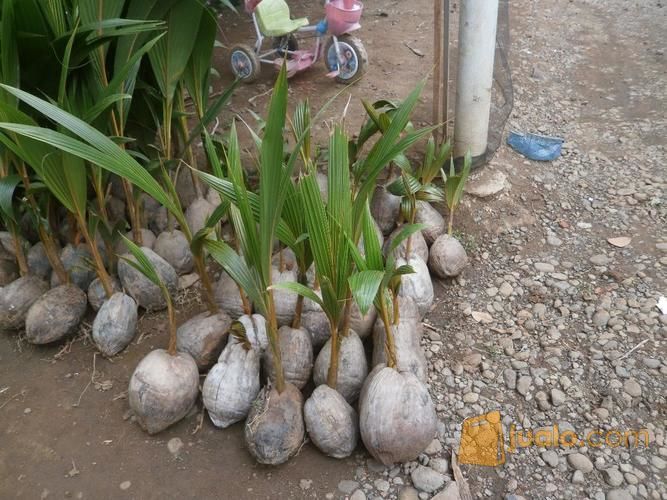 Bibit Kelapa Hibrida Kualitas Unggul Siap Tanam