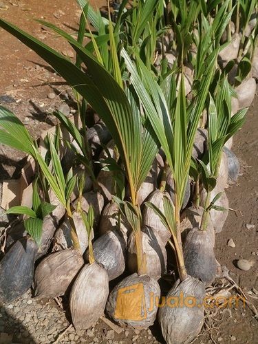 Bibit Kelapa Hibrida Kualitas Unggul Siap Tanam