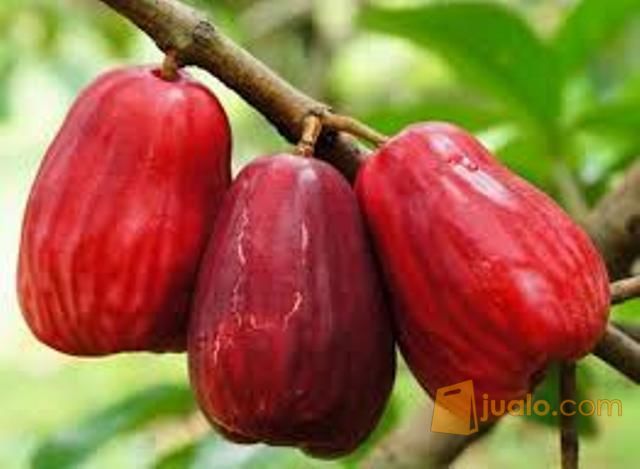 Bibit Jambu Jamaika Siap Tanam Rasa Buah Yang Manis Renyah