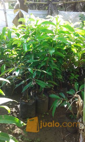 Bibit Jambu Jamaika Siap Tanam Rasa Buah Yang Manis Renyah