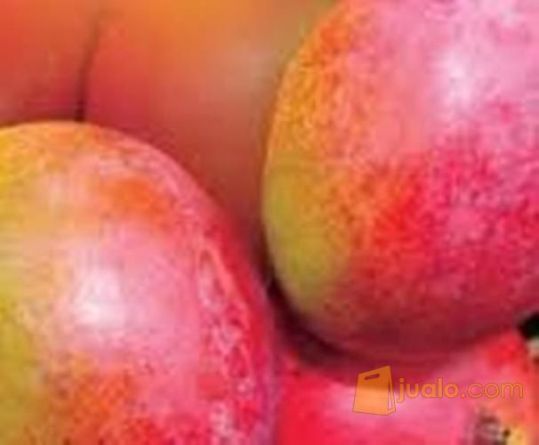 Bibit Mangga Brazil Kualitas Super Dengan Buah Yang Berwarna Pelangi