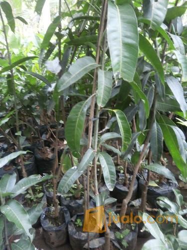 Bibit Mangga Brazil Kualitas Super Dengan Buah Yang Berwarna Pelangi