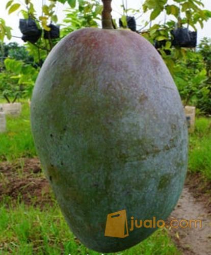 Bibit Mangga Kiojay Siap Tanam Buah Yang Super Besar Dan Manis