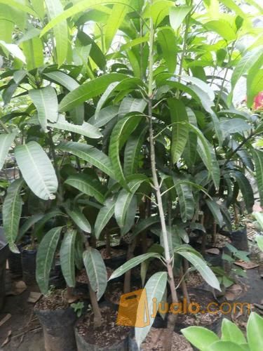 Bibit Mangga Kiojay Siap Tanam Buah Yang Super Besar Dan Manis