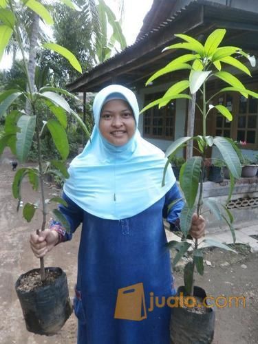 Bibit Mangga Kiojay Siap Tanam Buah Yang Super Besar Dan Manis