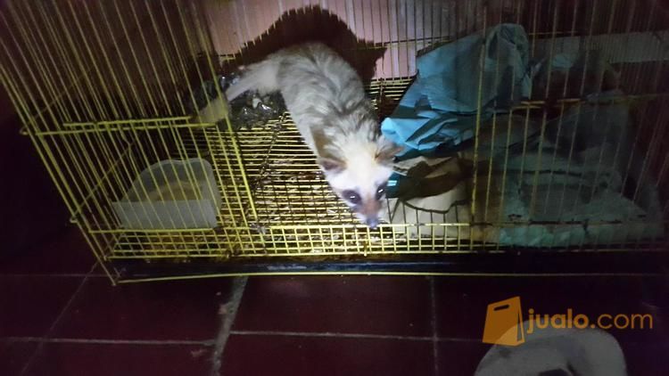 Musang Pandan Bule