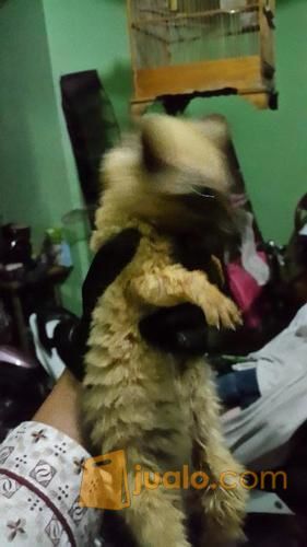 Musang Pandan Bule