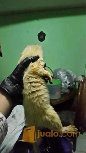Musang Pandan Bule