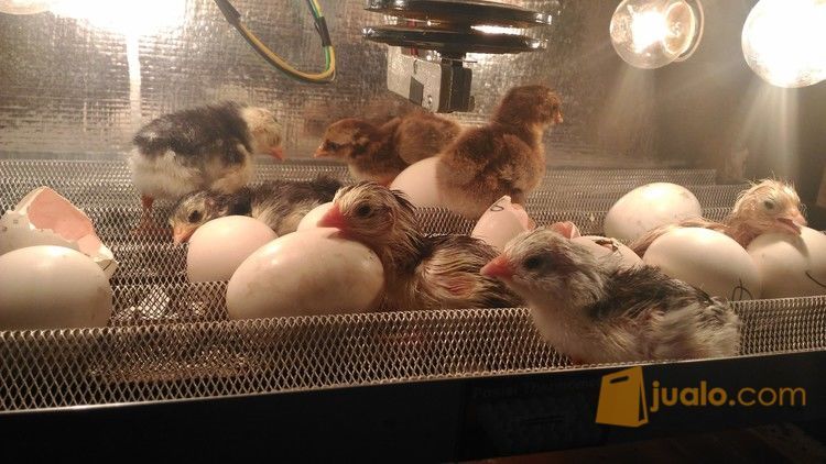 Rangkaian Mesin Penetas Otomatis