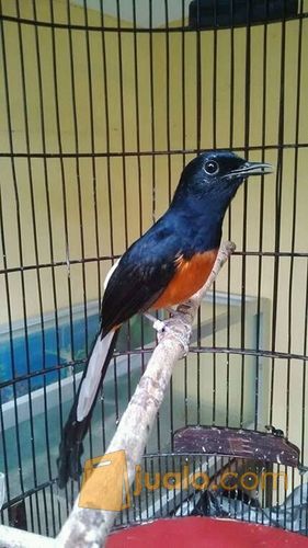 Murai Batu Medan Jantang Jinak Gacor Hasil Ternak