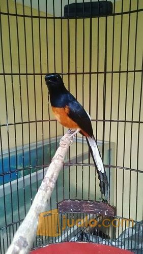 Murai Batu Medan Jantang Jinak Gacor Hasil Ternak